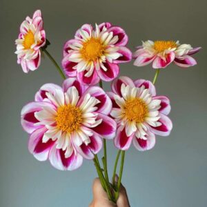 Dália - 'Bumble Rumble'