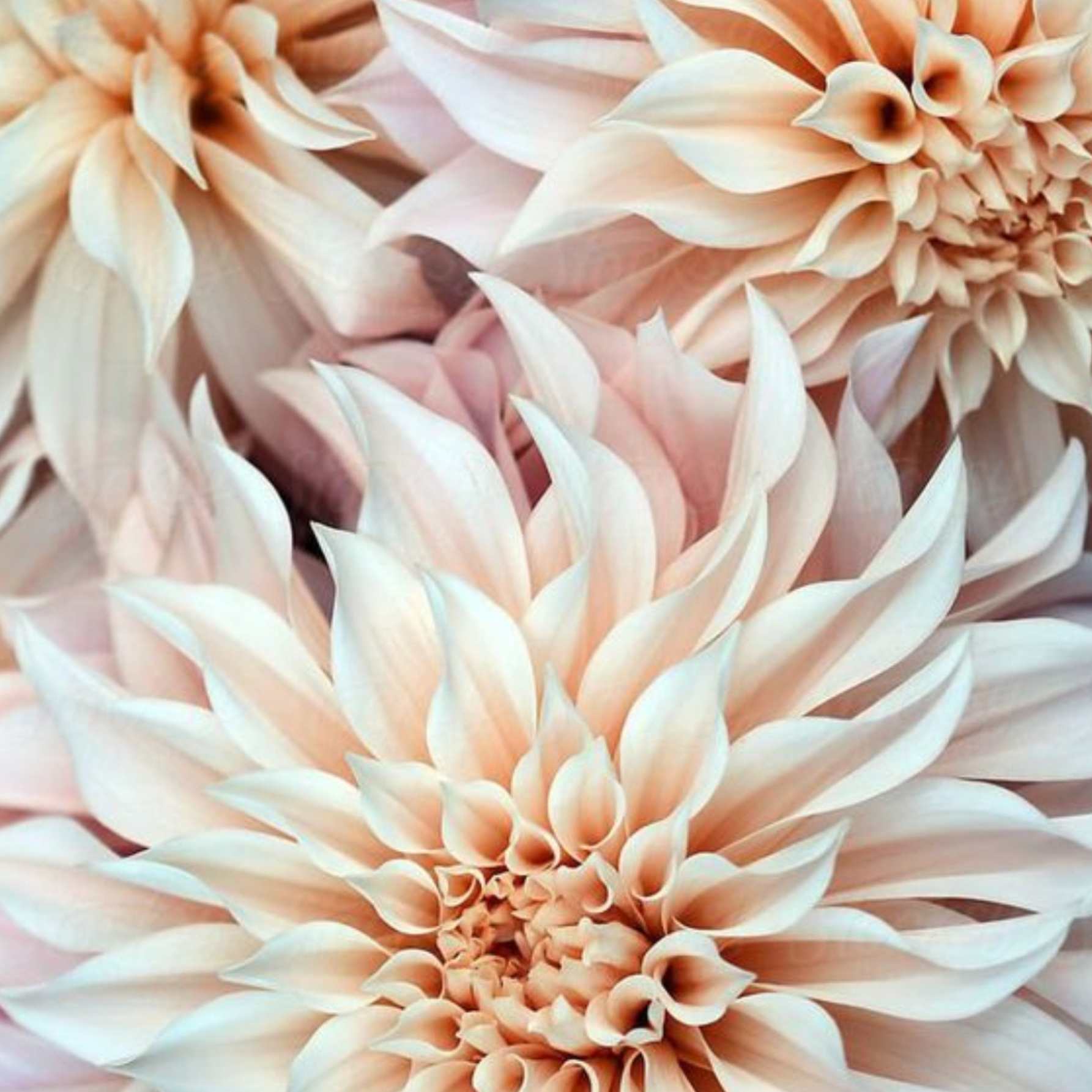 Dália - 'Cafe au Lait' 2 Dália - 'Cafe au Lait' - Image 2