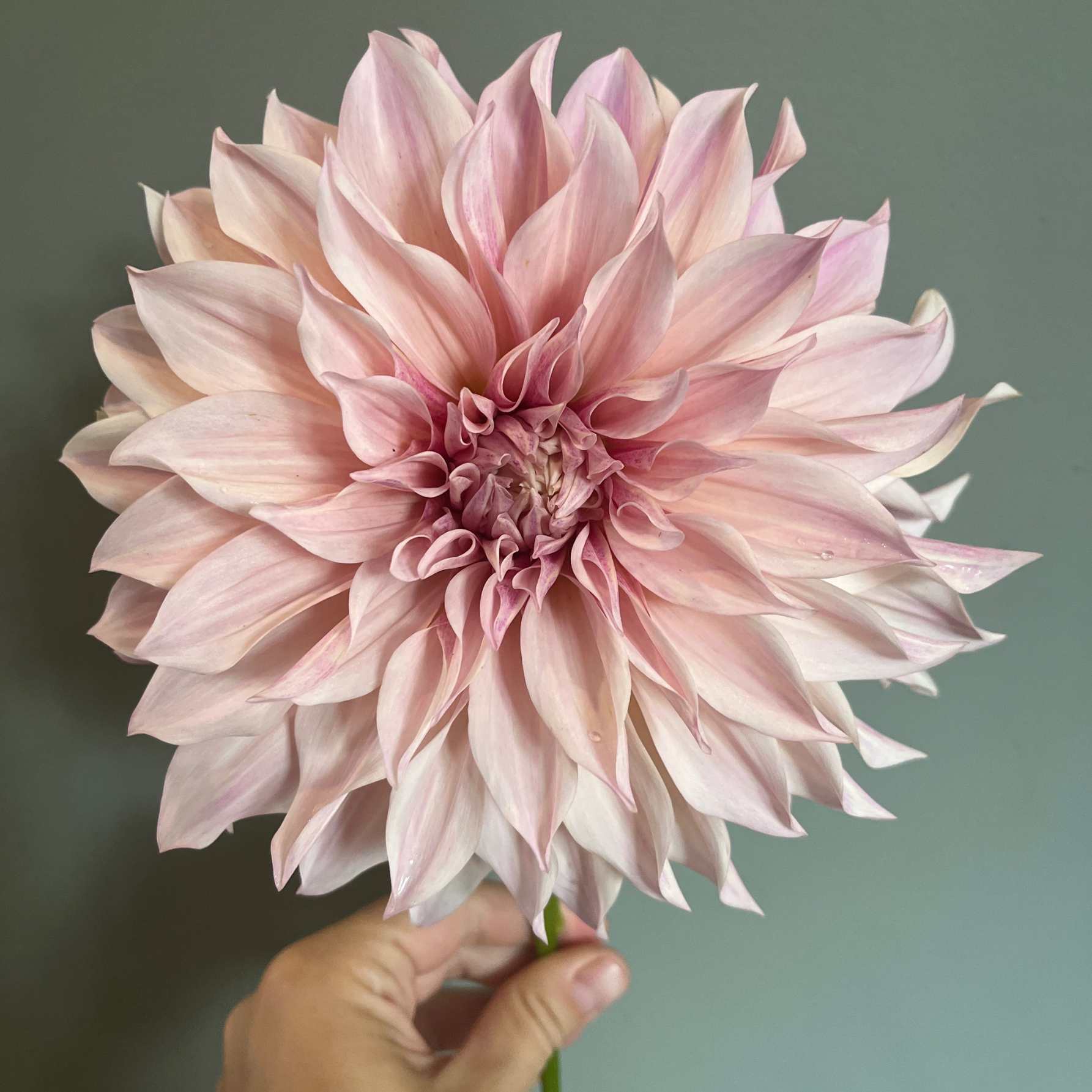 Dália - 'Cafe au Lait' 3 Dália - 'Cafe au Lait' - Image 3