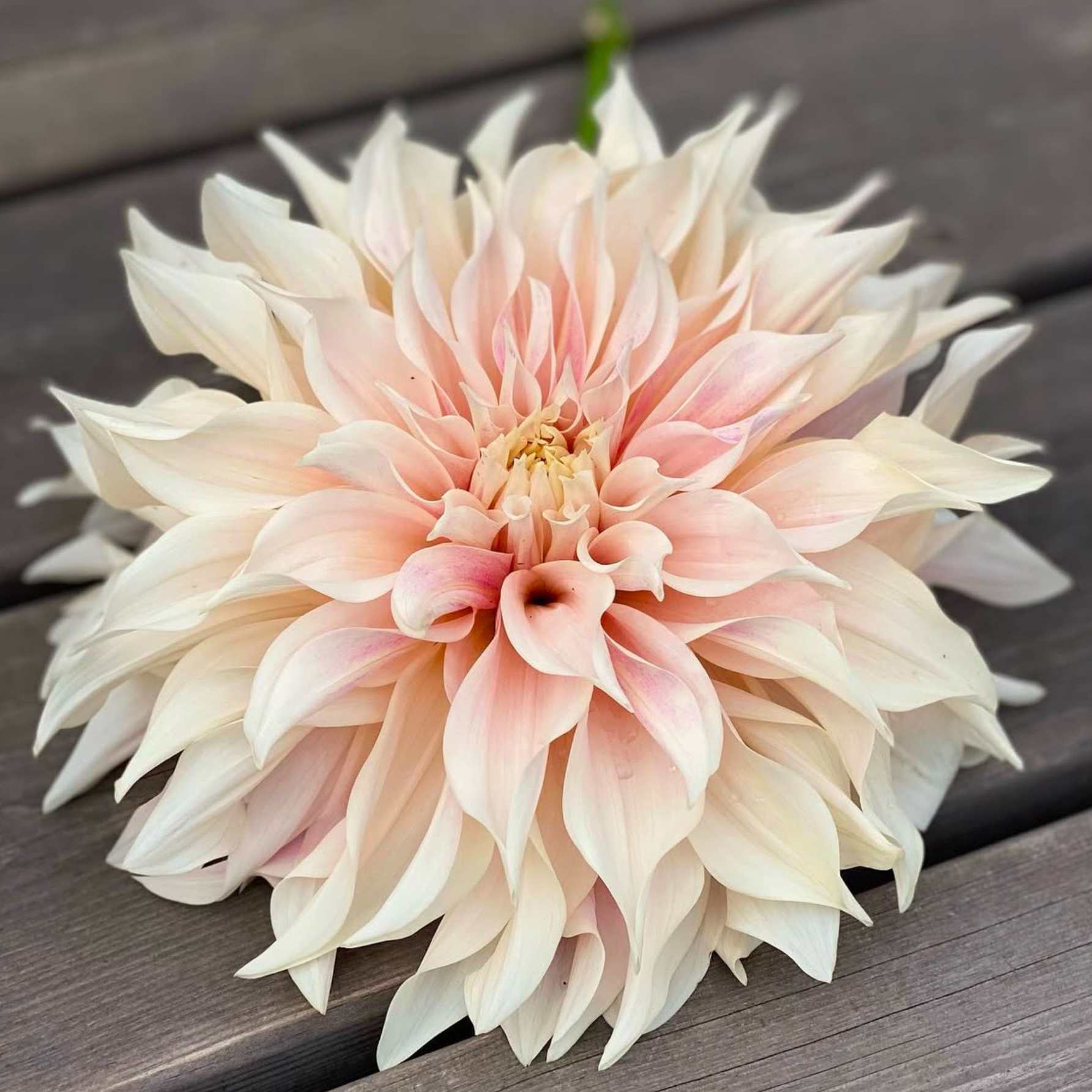 Dália - 'Cafe au Lait' 4 Dália - 'Cafe au Lait' - Image 4