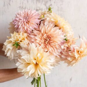 Dália - 'Cafe au Lait'