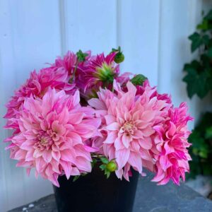 Dália - 'Cafe au Lait Royal'