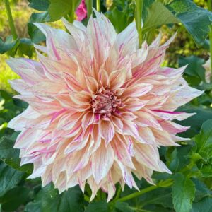 Dália - 'Cafe au Lait Twist'