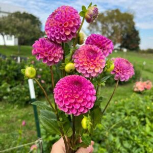 Dália - 'Caitlyn's Joy'