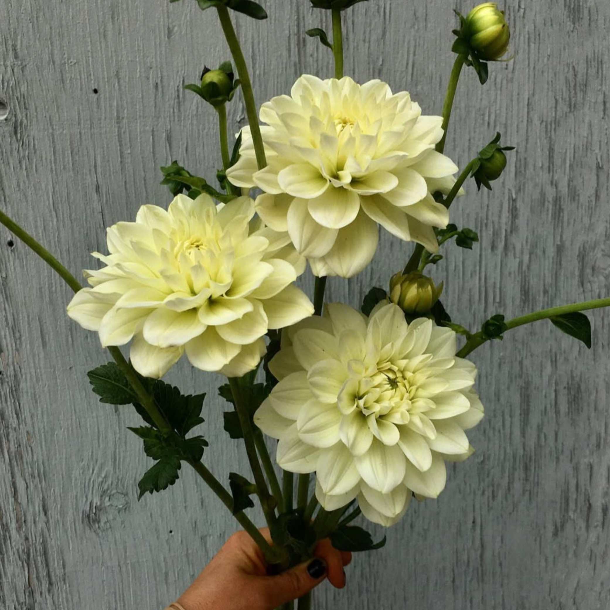 Dália - 'Caramel Antique' 4 Dália - 'Caramel Antique' - Image 4