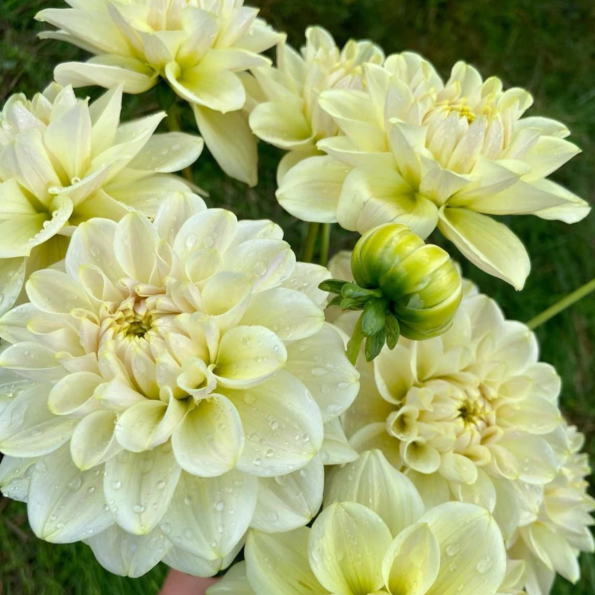 Dália - 'Caramel Antique' 3 Dália - 'Caramel Antique' - Image 3