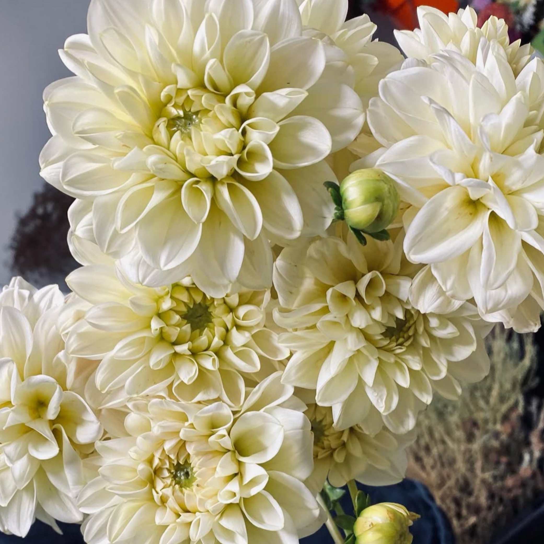 Dália - 'Caramel Antique' 2 Dália - 'Caramel Antique' - Image 2