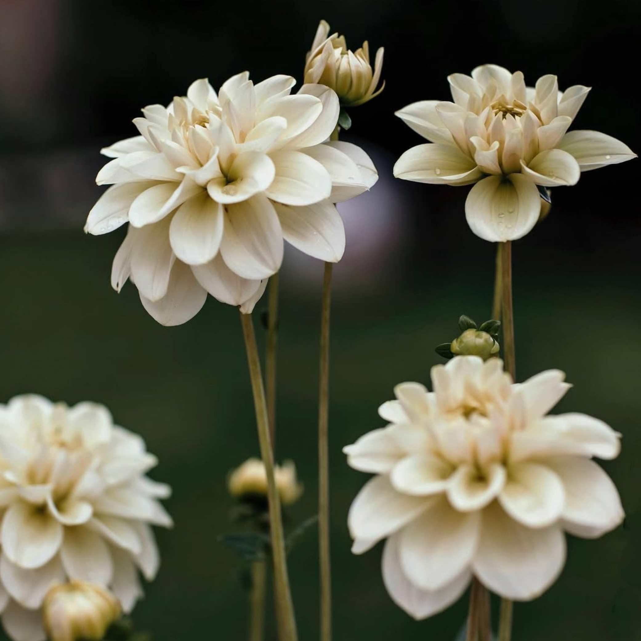 Dália - 'Caramel Antique' 1 Dália - 'Caramel Antique'