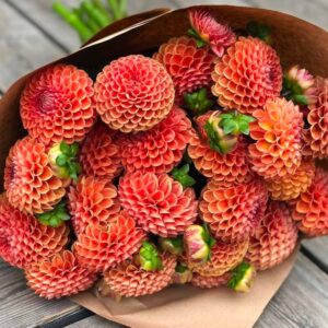 Dália - 'Cornel Bronse'