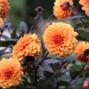 Dália - 'David Howard'