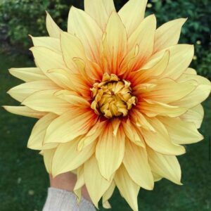 Dália - 'Dazzling Magic'