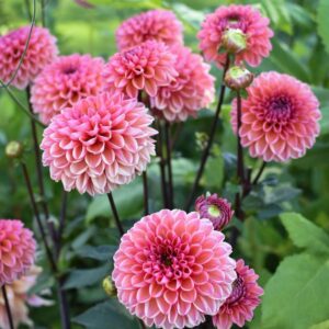 Dália - 'Doris Duke'