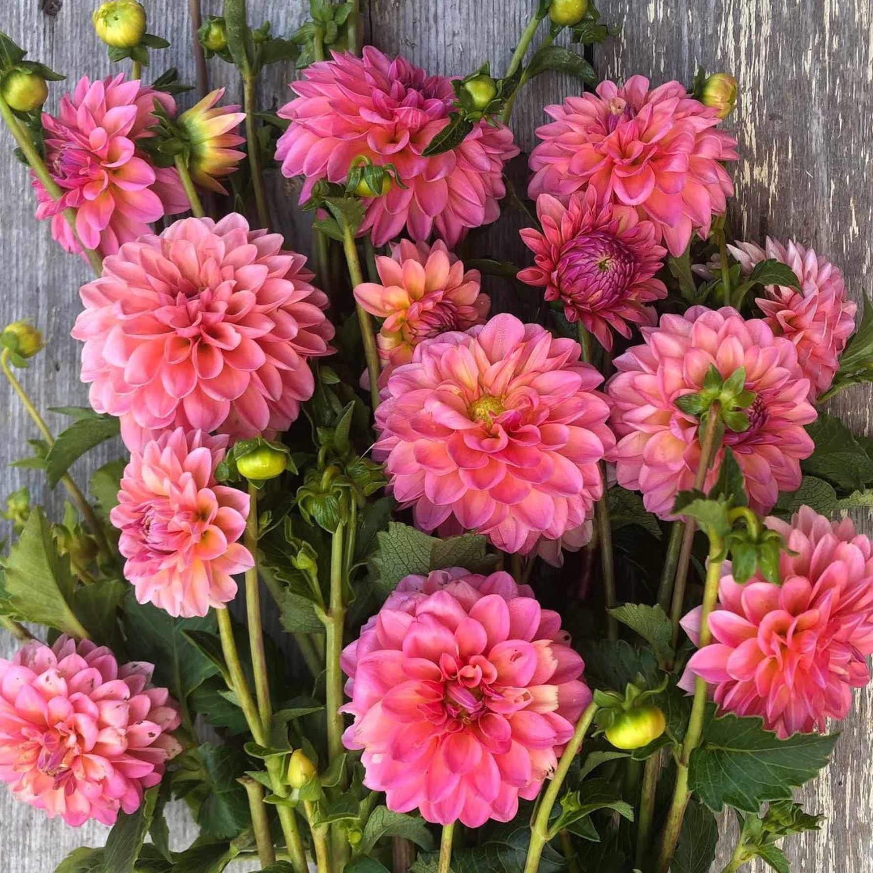 Dália - 'Doris Duke' 2 Dália - 'Doris Duke' - Image 2