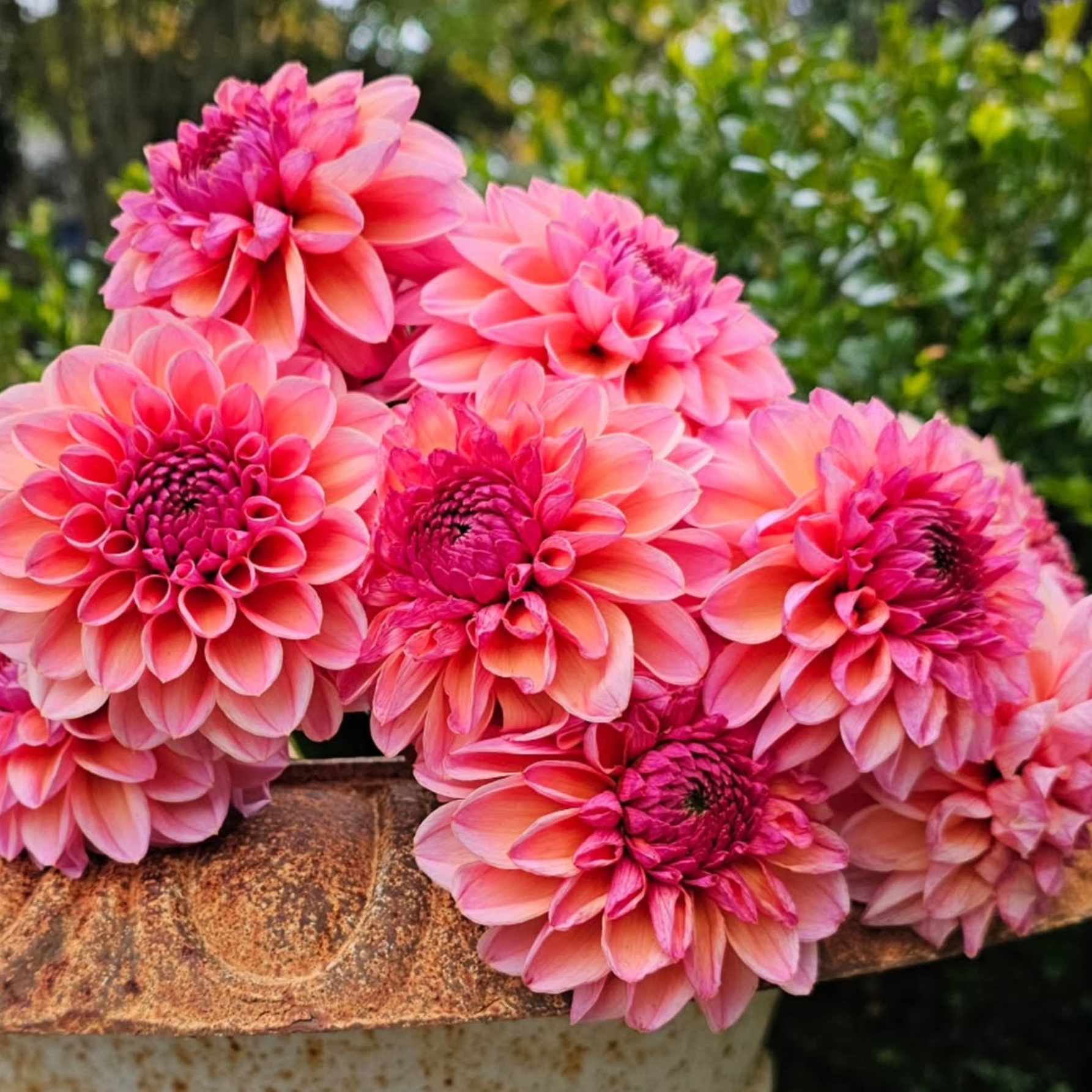 Dália - 'Doris Duke' 3 Dália - 'Doris Duke' - Image 3