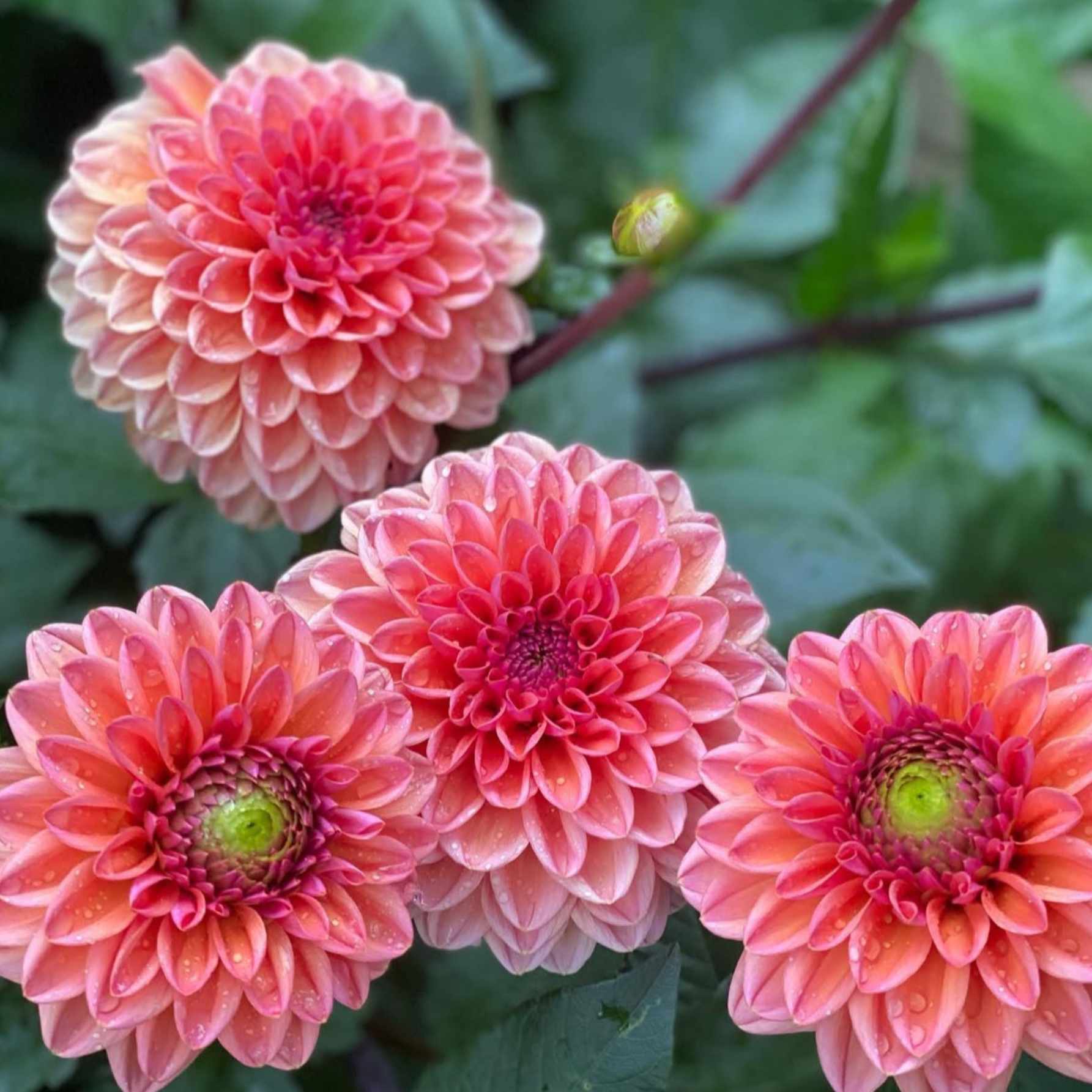 Dália - 'Doris Duke' 4 Dália - 'Doris Duke' - Image 4