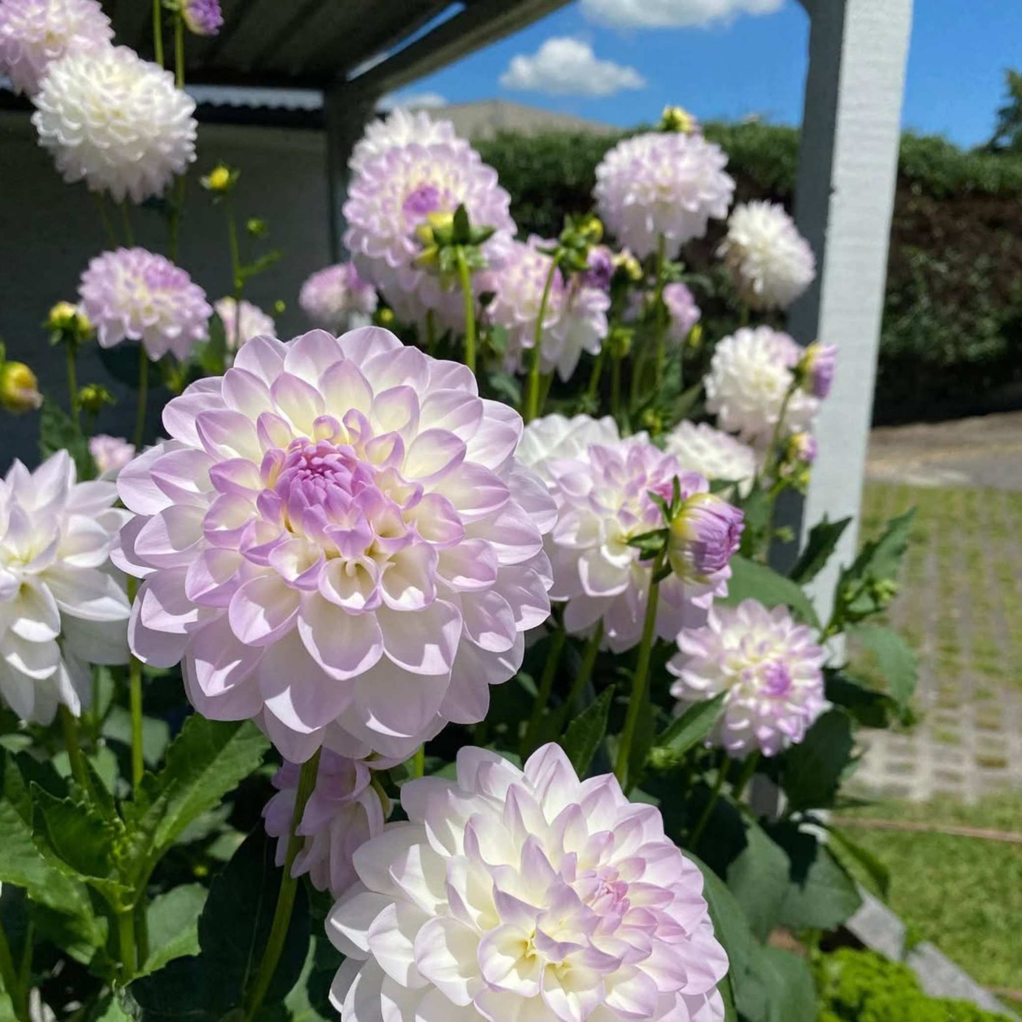 Dália - 'Eveline' 4 Dália - 'Eveline' - Image 4