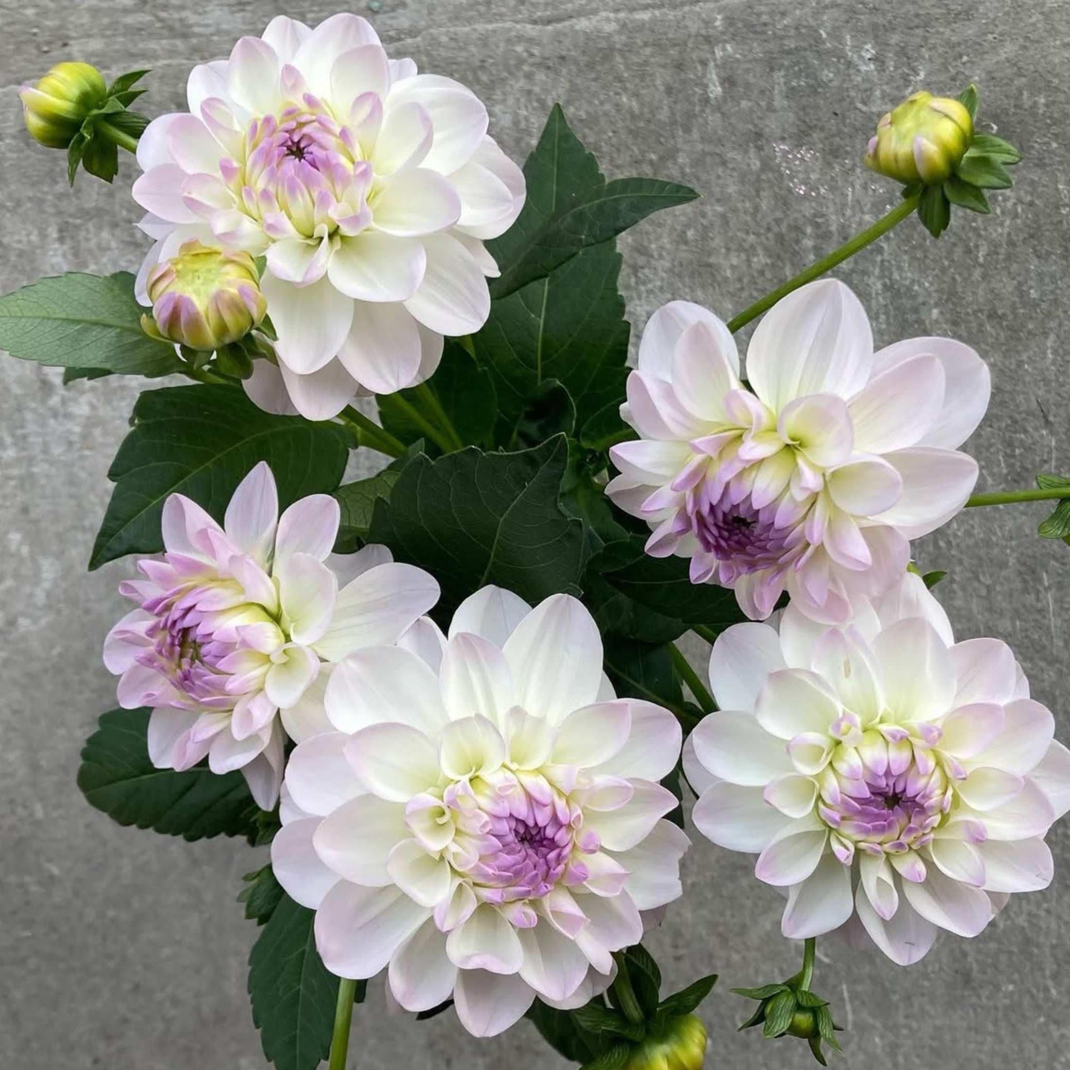 Dália - 'Eveline' 3 Dália - 'Eveline' - Image 3