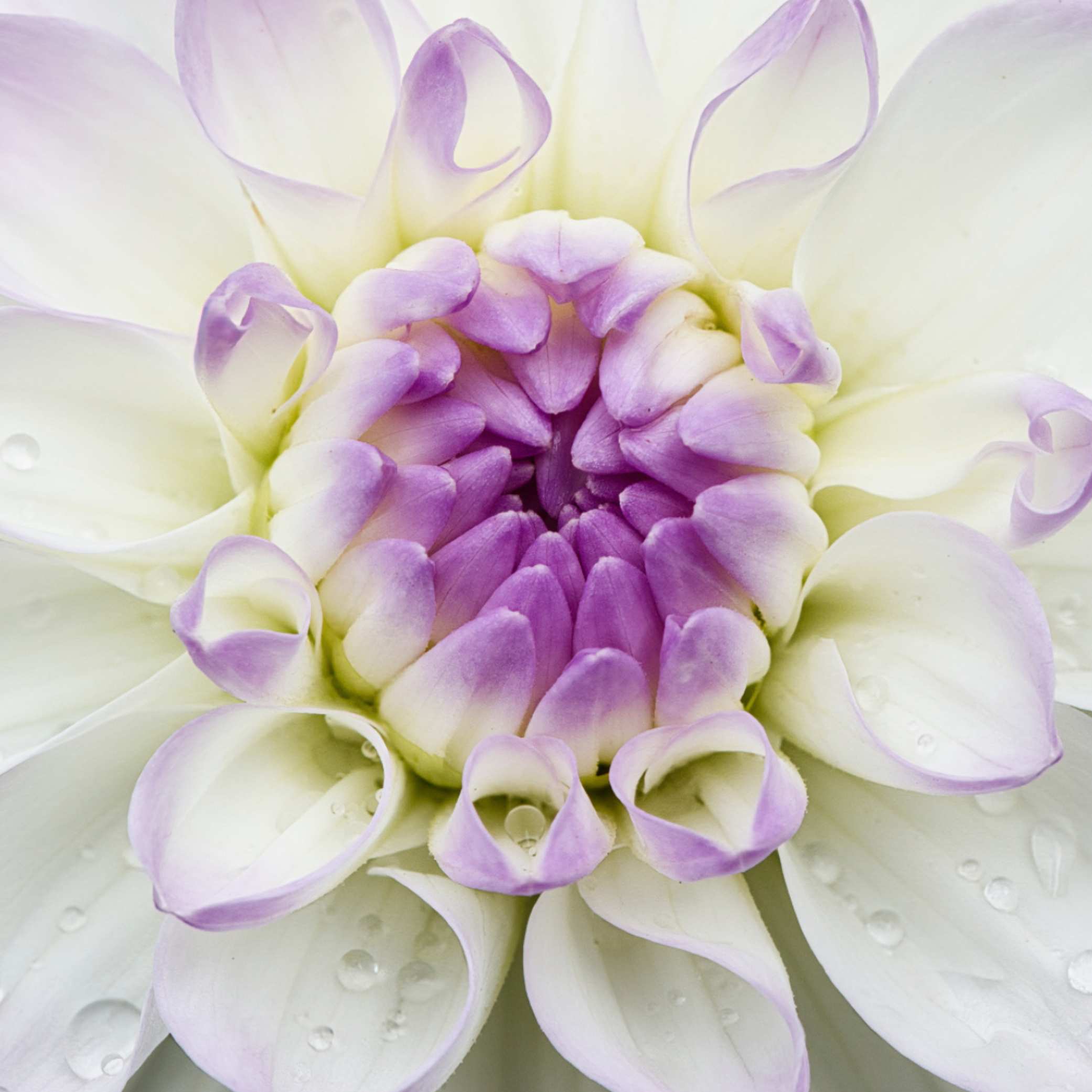 Dália - 'Eveline' 2 Dália - 'Eveline' - Image 2