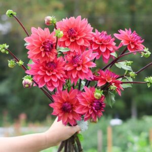 Dália - 'Feline Yvonne'