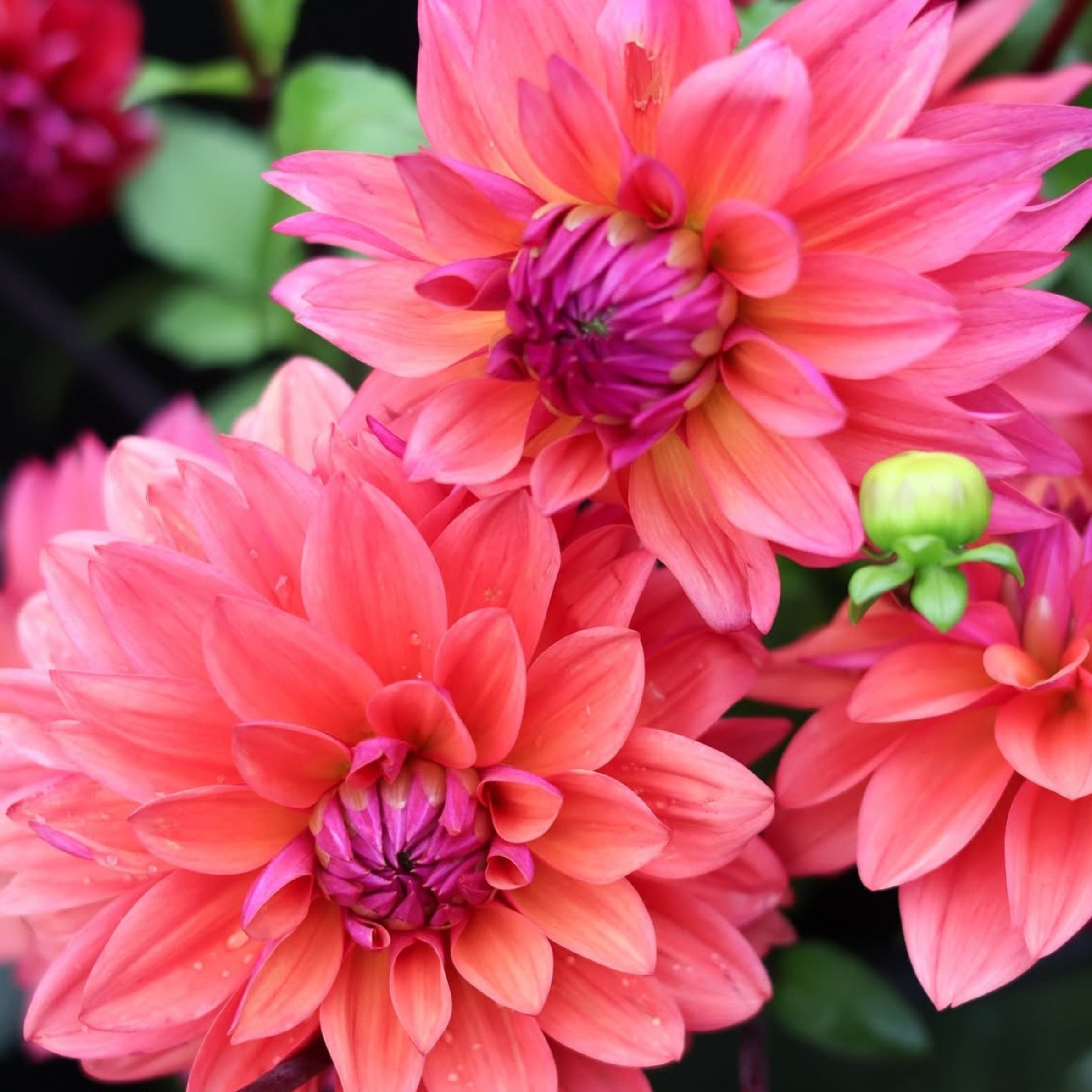 Dália - 'Feline Yvonne' 2 Dália - 'Feline Yvonne' - Image 2