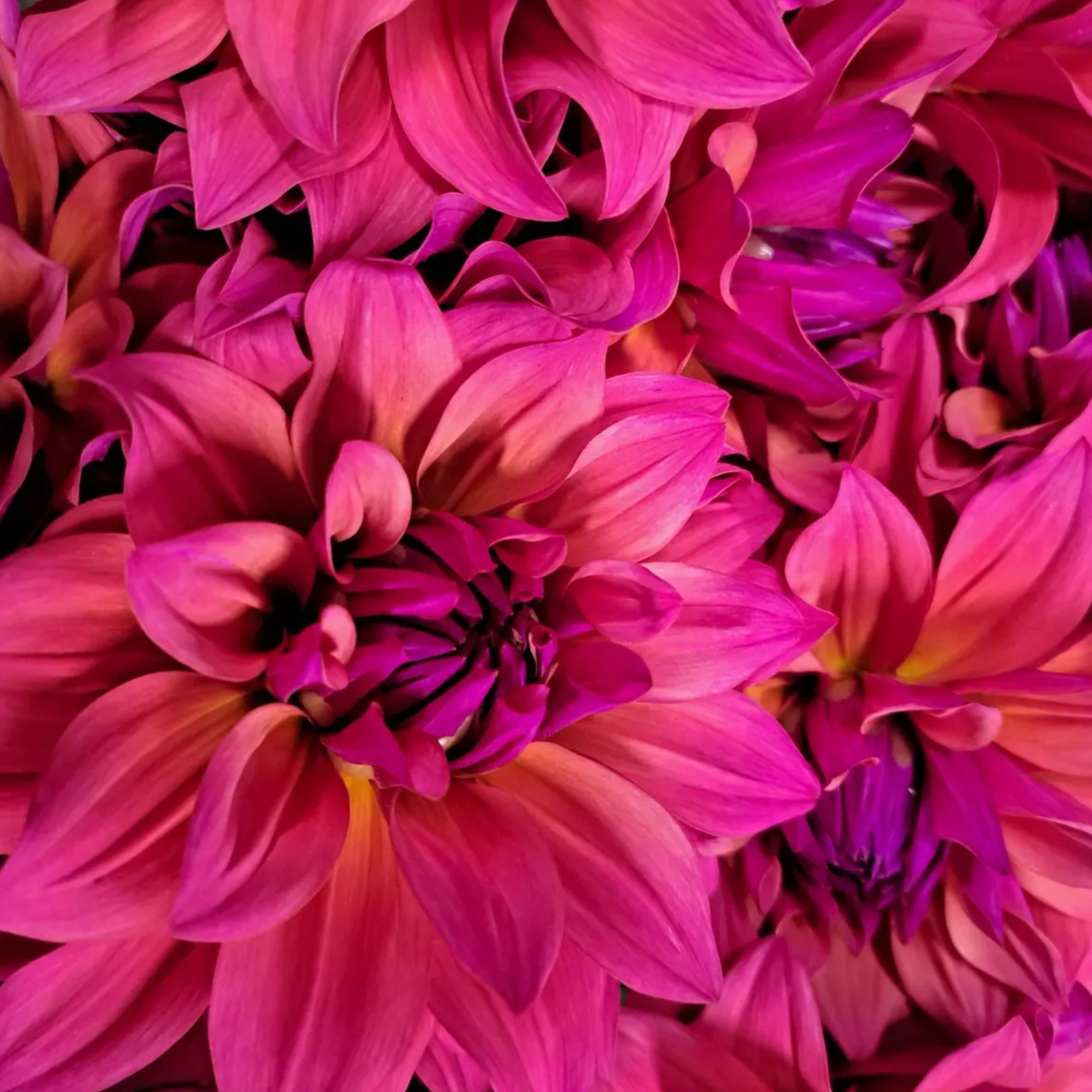 Dália - 'Feline Yvonne' 3 Dália - 'Feline Yvonne' - Image 3