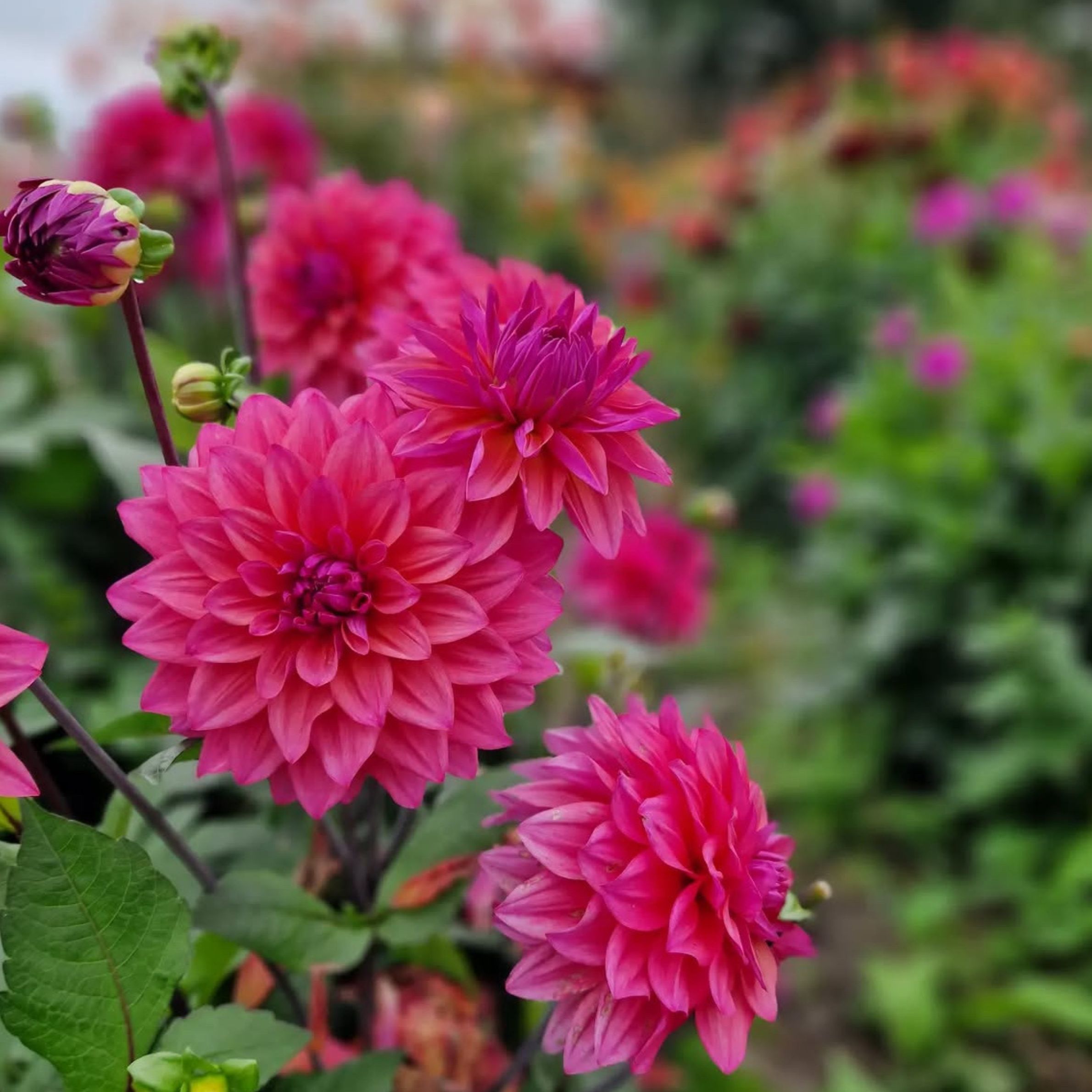 Dália - 'Feline Yvonne' 4 Dália - 'Feline Yvonne' - Image 4