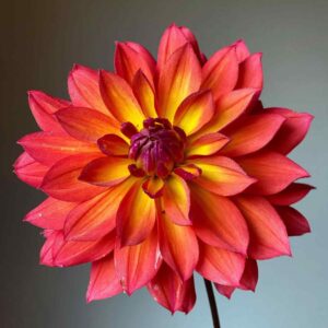 Dália - 'Firepot' (törpe)