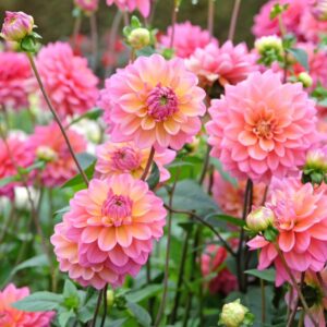 Dália - 'Great Silence'