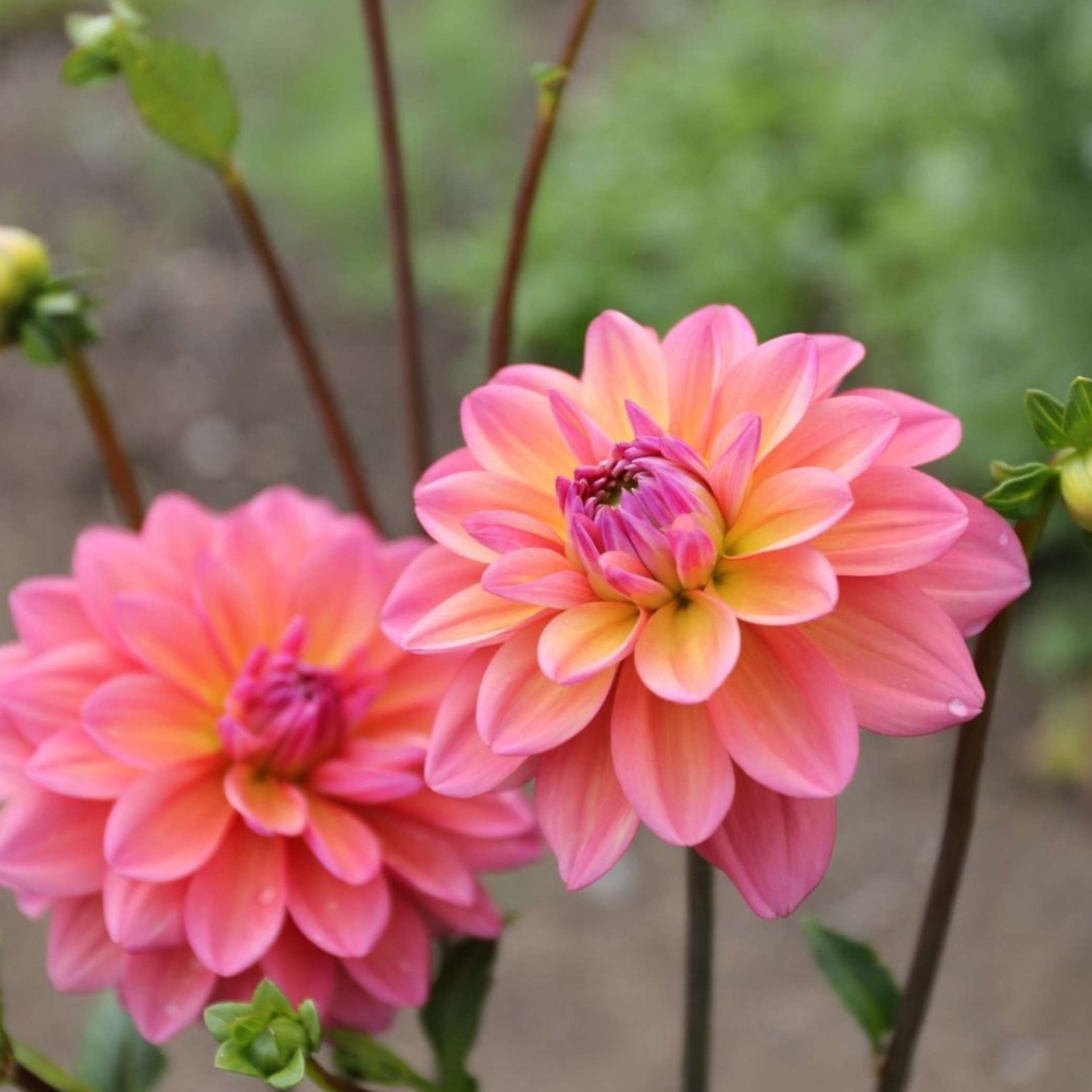 Dália - 'Great Silence' 3 Dália - 'Great Silence' - Image 3