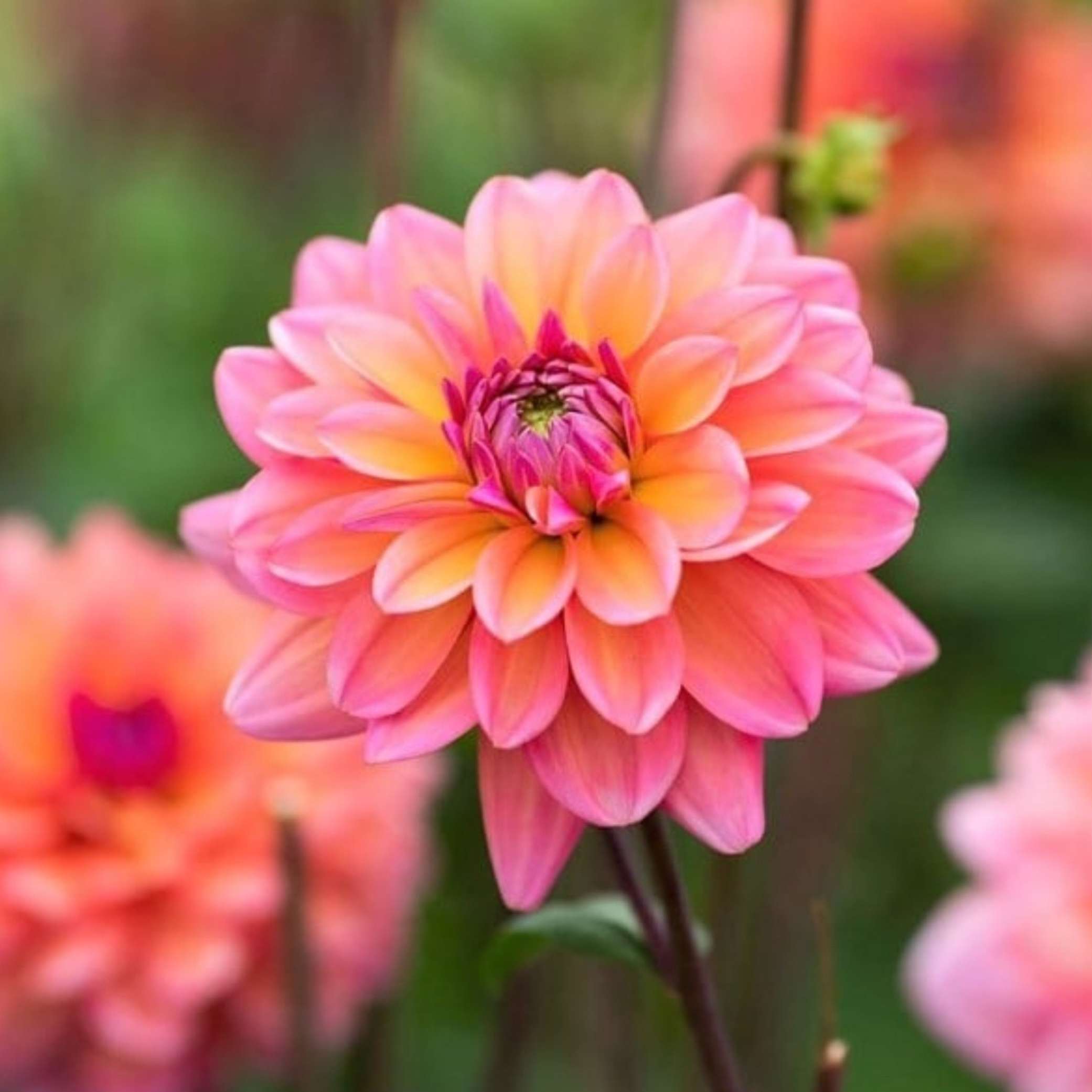 Dália - 'Great Silence' 4 Dália - 'Great Silence' - Image 4