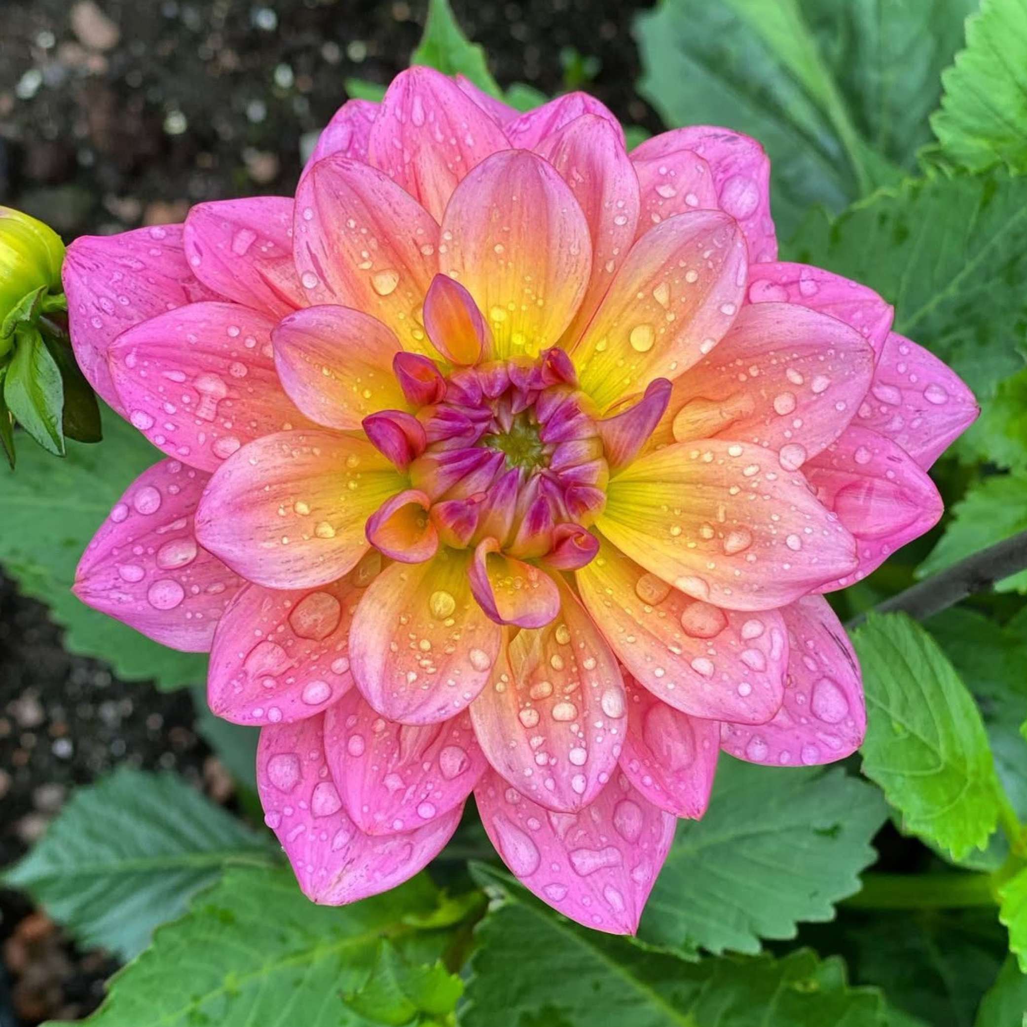 Dália - 'Great Silence' 2 Dália - 'Great Silence' - Image 2