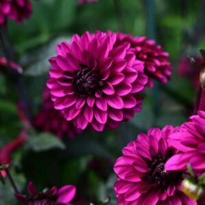 Dália - 'Jennifer Mary Ellen'