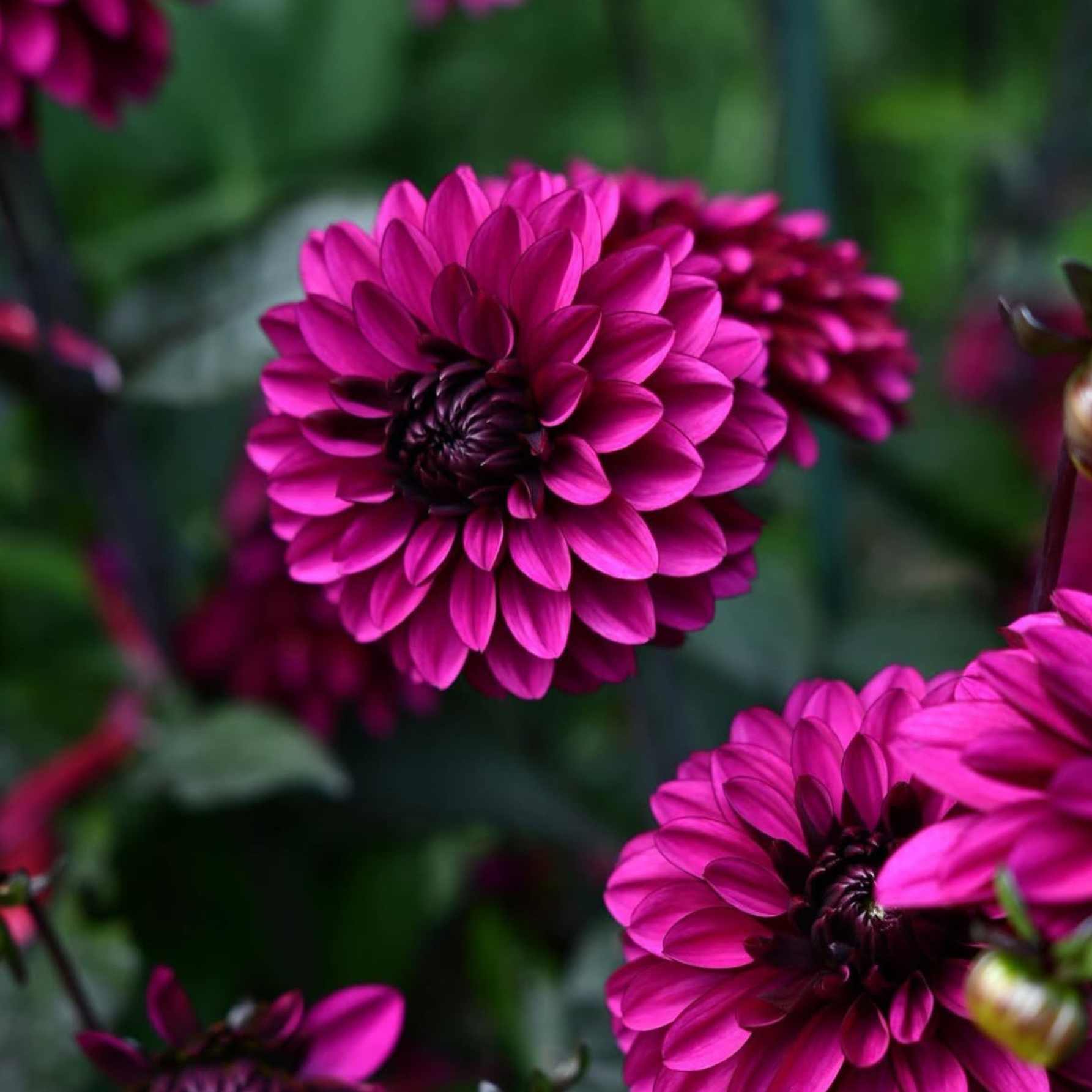 Dália - 'Jennifer Mary Ellen' 1 Dália - 'Jennifer Mary Ellen'