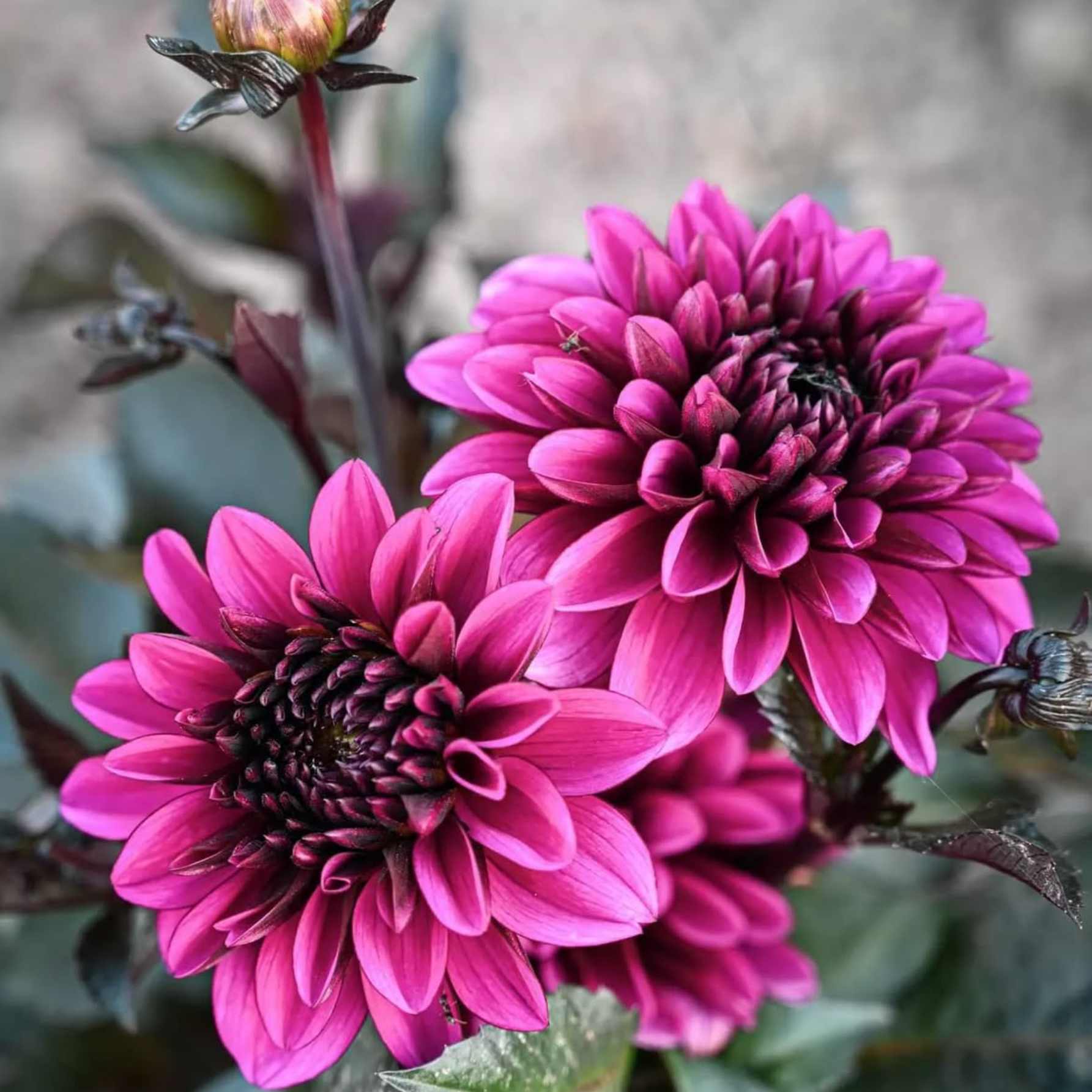 Dália - 'Jennifer Mary Ellen' 2 Dália - 'Jennifer Mary Ellen' - Image 2