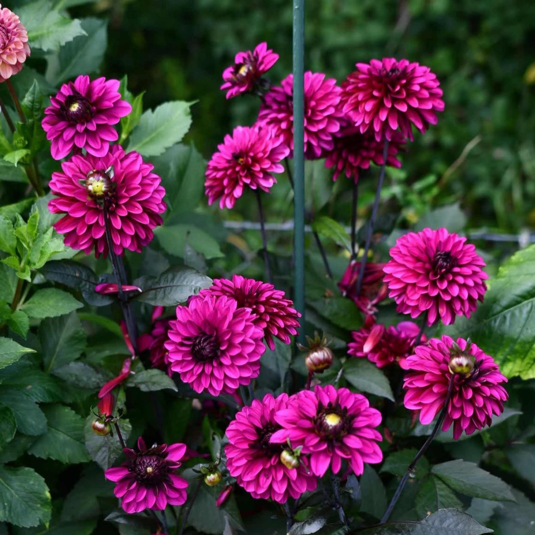 Dália - 'Jennifer Mary Ellen' 3 Dália - 'Jennifer Mary Ellen' - Image 3