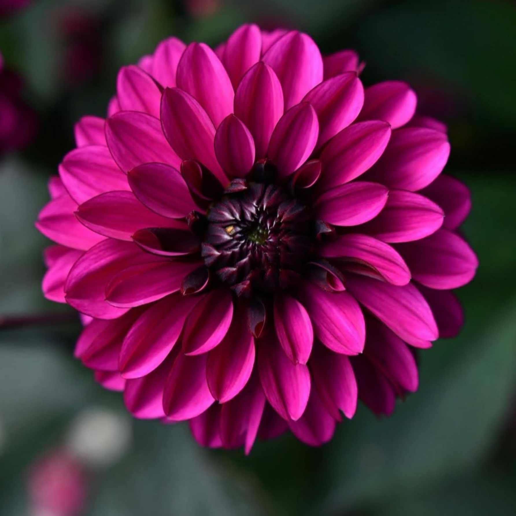 Dália - 'Jennifer Mary Ellen' 4 Dália - 'Jennifer Mary Ellen' - Image 4