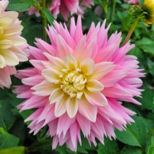 Dália - 'Just Married'