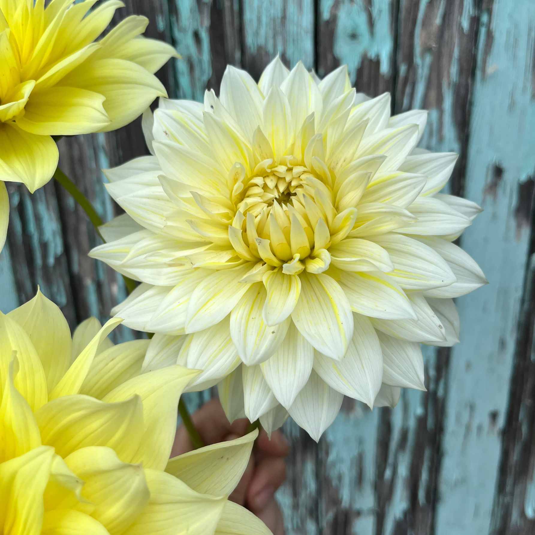 Dália - 'La Luna' 4 Dália - 'La Luna' - Image 4