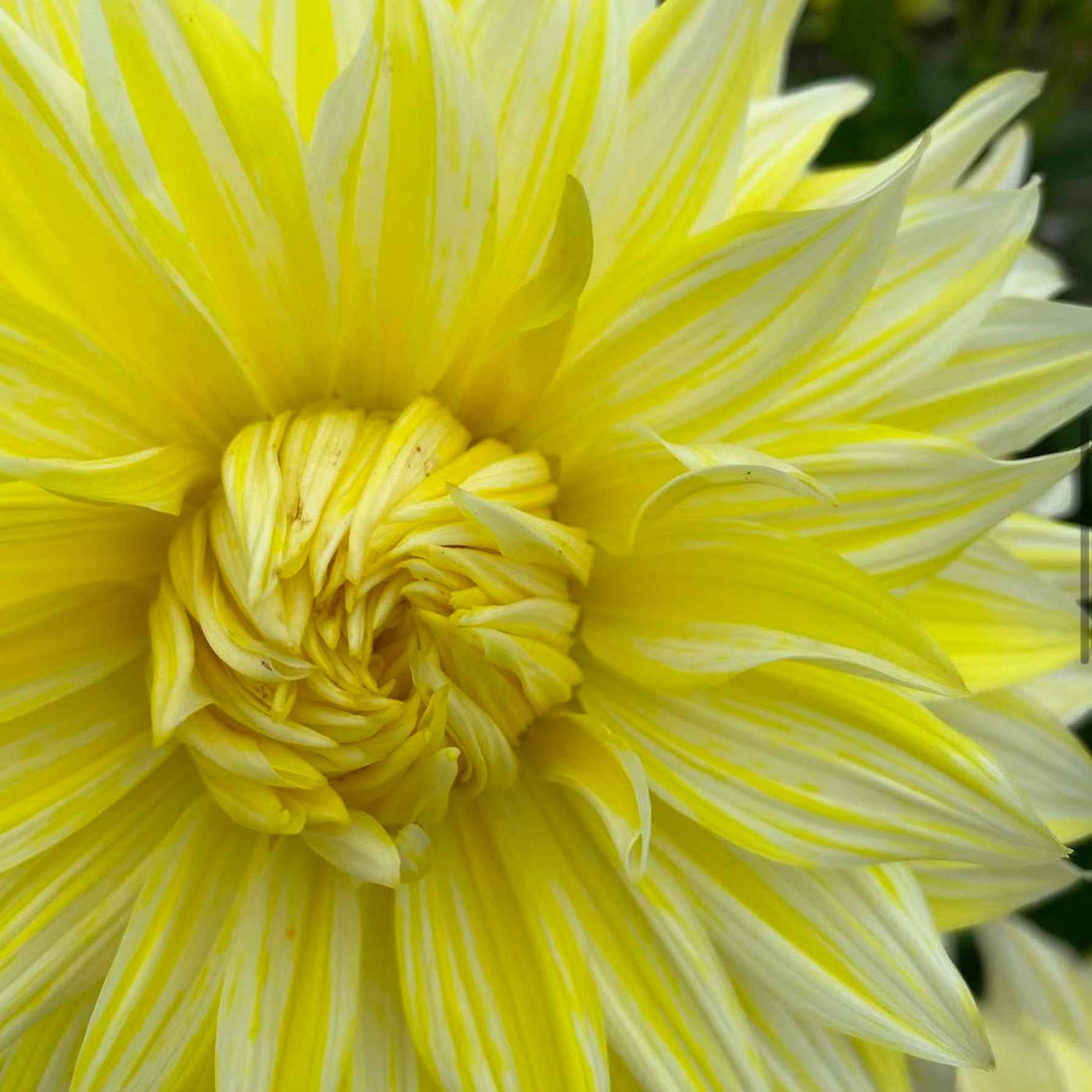 Dália - 'La Luna' 3 Dália - 'La Luna' - Image 3