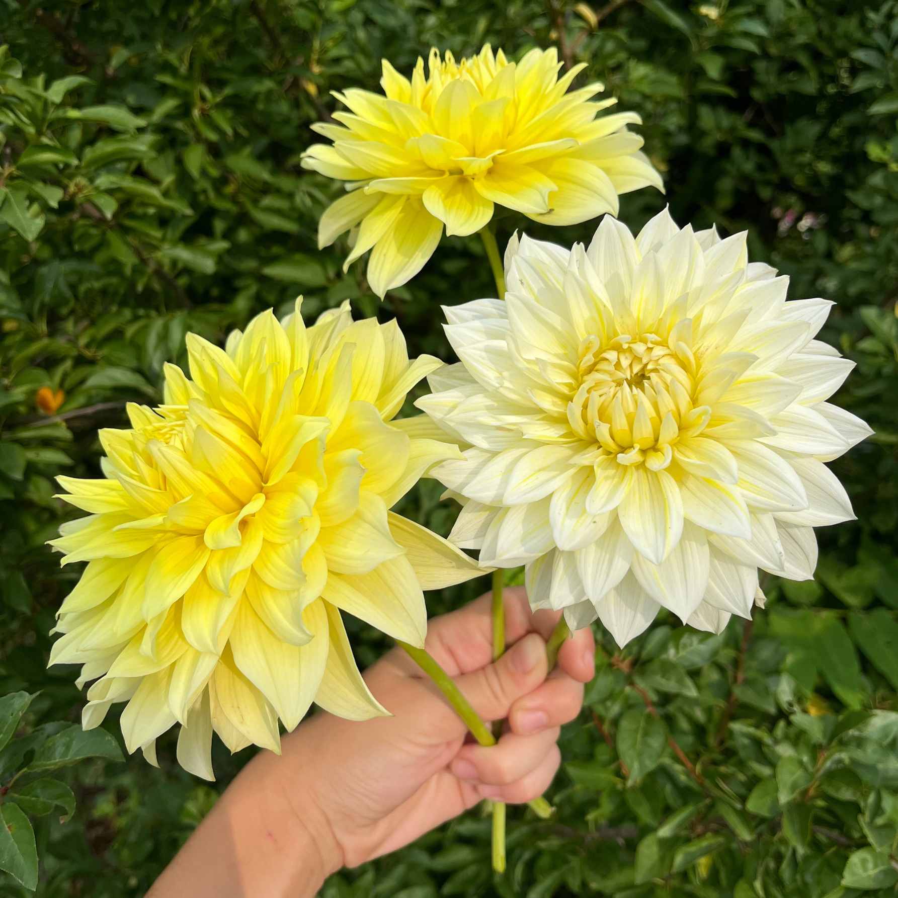 Dália - 'La Luna' 2 Dália - 'La Luna' - Image 2