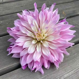 Dália - 'Labyrinth Two Tone'