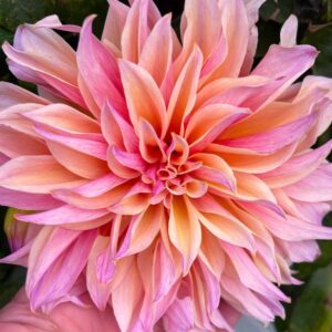 Dália - 'Labyrinth'