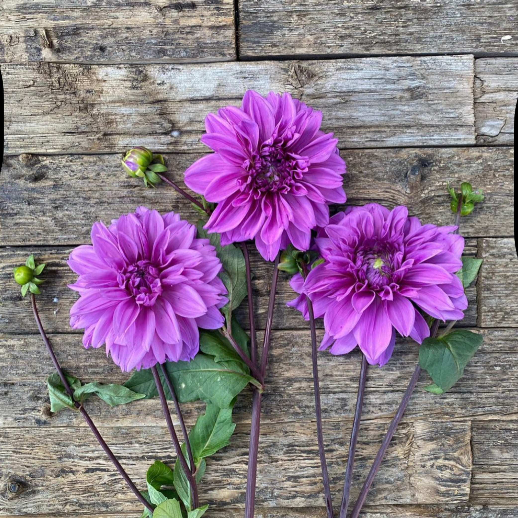 Dália - 'Lilac Time' 4 Dália - 'Lilac Time' - Image 4