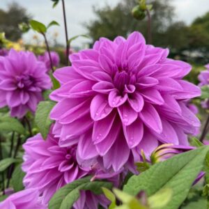 Dália - 'Lilac Time'