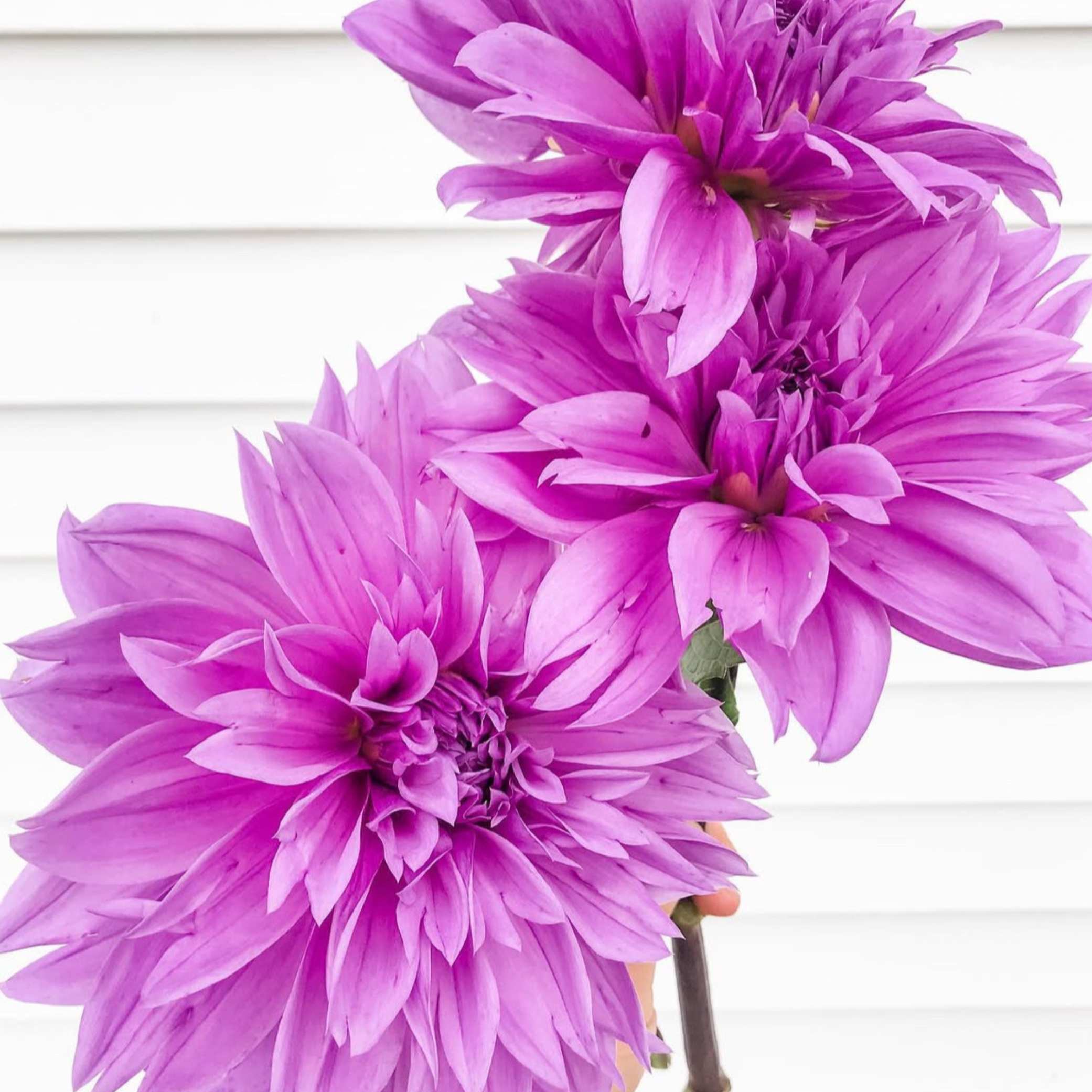 Dália - 'Lilac Time' 2 Dália - 'Lilac Time' - Image 2