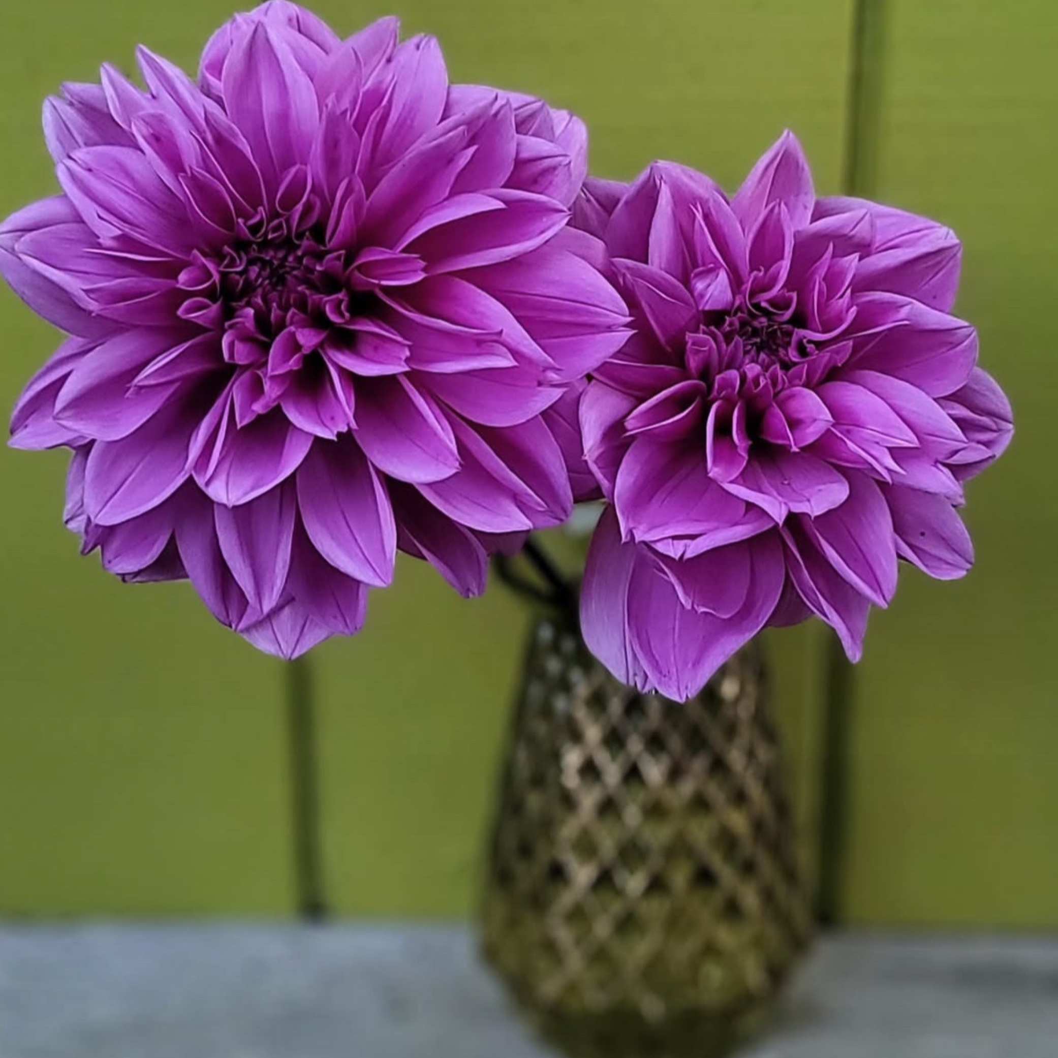 Dália - 'Lilac Time' 3 Dália - 'Lilac Time' - Image 3