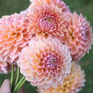 Dália - 'Linda's Baby'