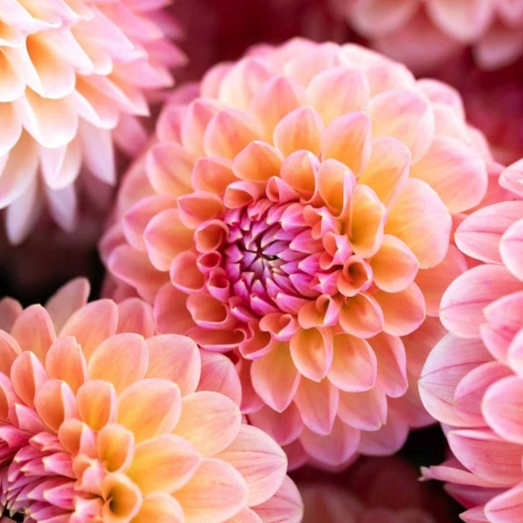 Dália - 'Linda's Baby' 2 Dália - 'Linda's Baby' - Image 2