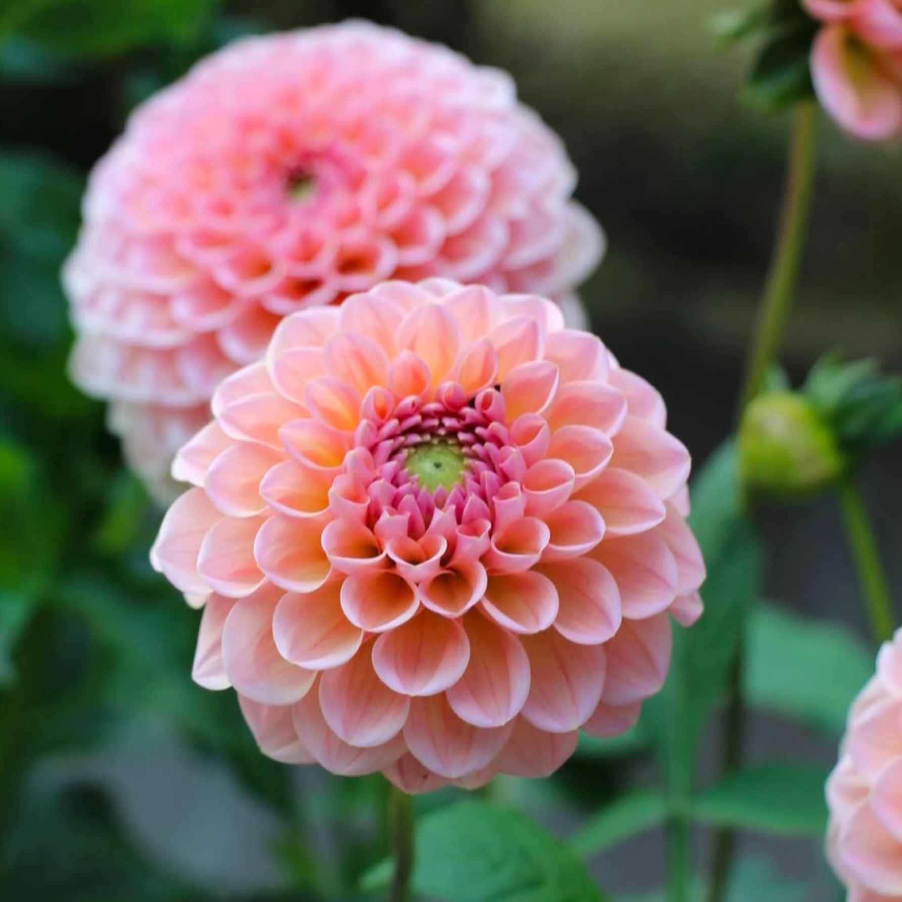 Dália - 'Linda's Baby' 3 Dália - 'Linda's Baby' - Image 3