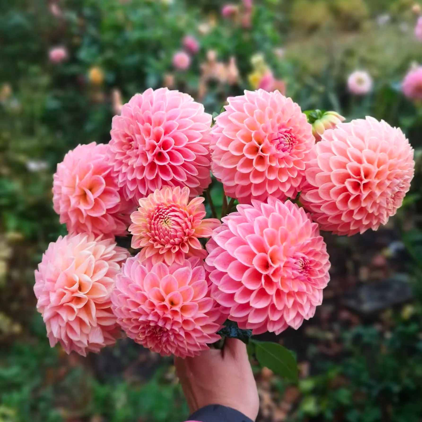 Dália - 'Linda's Baby' 4 Dália - 'Linda's Baby' - Image 4